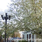 Warhorse Crabapple tree mainstreet town of parker colorado Warhorse Crabapple tree mainstreet town of parker colorado
