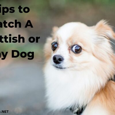 tips to catch a shy or skittish dog