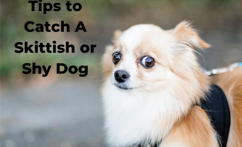 tips to catch a shy or skittish dog