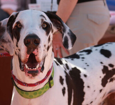 barker-days-dalmation parker co