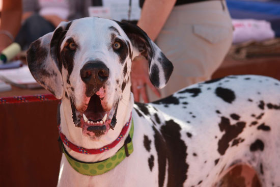 barker-days-dalmation parker co