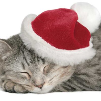 santa cat