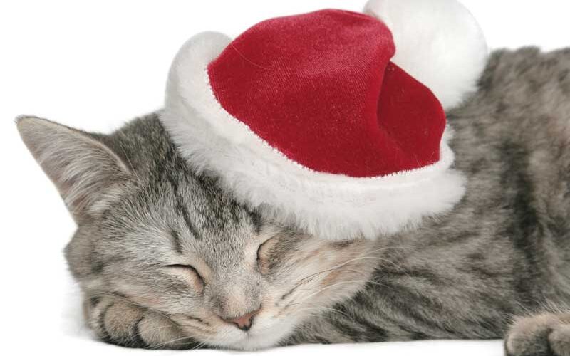 santa cat