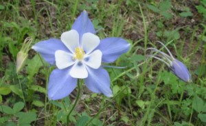 columbine is the colorado state flower