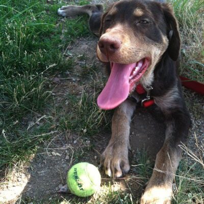 peanut butter pumpkin dog biscuits