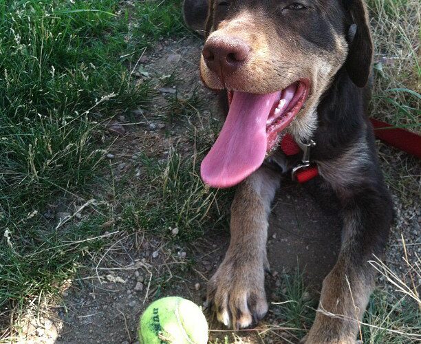 peanut butter pumpkin dog biscuits