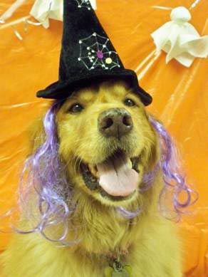 dog in halloween costume