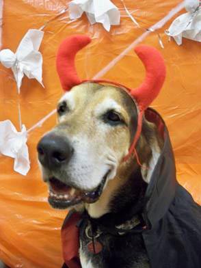 hound dog in halloween costume