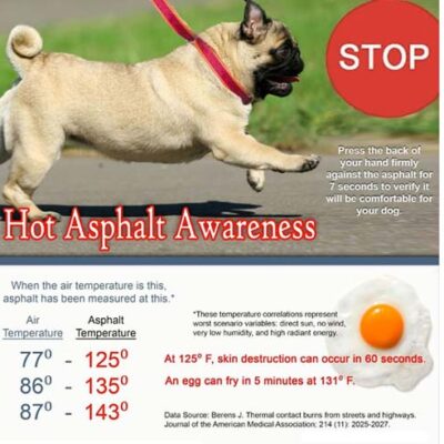 Dog paw protection tips for summer and hot asphault
