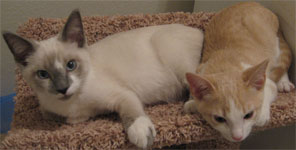 every creature counts adopt a cat dog kitten or puppy from petsmart in parker co