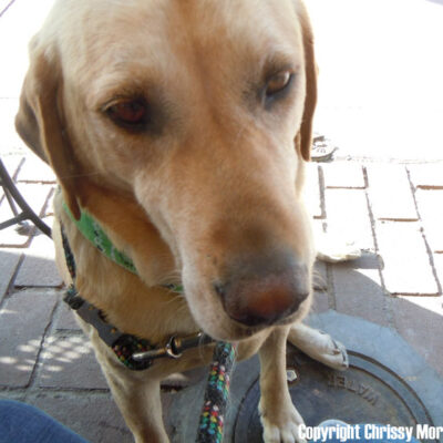 Yellow Lab Fruits of Our Spirit Dog