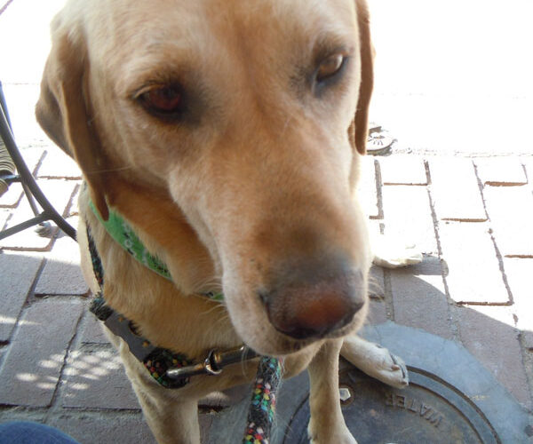 Yellow Lab Fruits of Our Spirit Dog