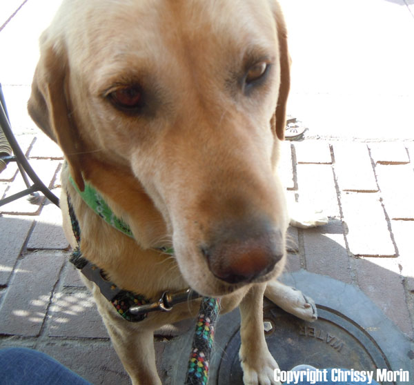 Best Dog Boots and Dog Paw Protection