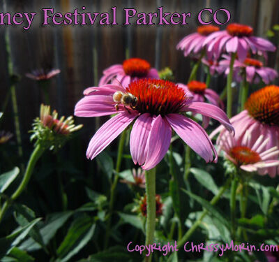 honey festival honey bees parker colorado august 2012
