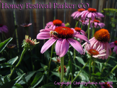 honey festival honey bees parker colorado august