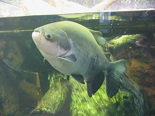 pacu found in parkers bingham lake