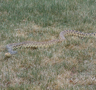 giant bull snake in Douglas County