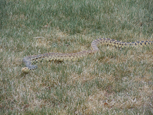 giant bull snake in Douglas County