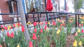 tulips in front of victorian peaks building in old town parker colorado