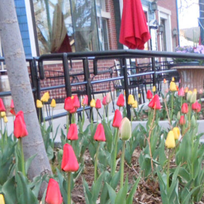 tulips in front of victorian peaks building in old town parker colorado