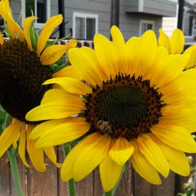 sunflower a great xeroscaping choice for parker co gardens