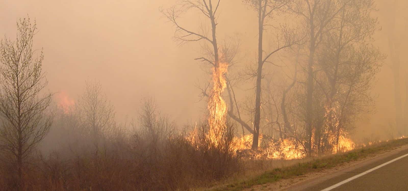 Taking charge of noxious weeds can help save your home from wildfires